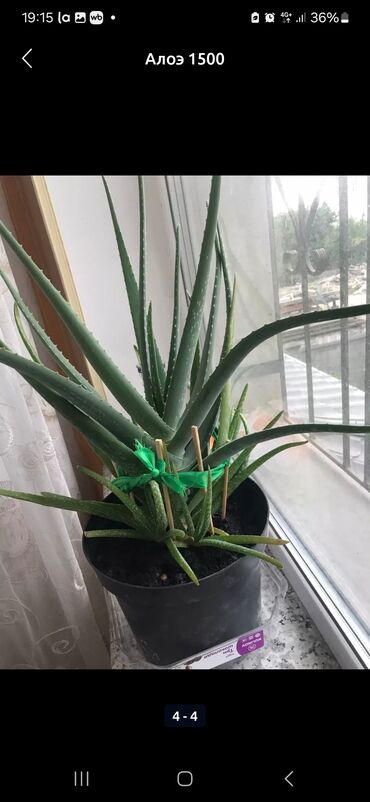 продам тыкву: Алоэ (Aloe vera) в пластиковом горшке. - Крупный куст с несколькими