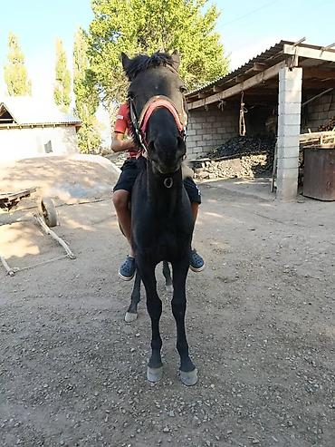 жип пресс: Продаю | Конь (самец) | Мерин — 2
