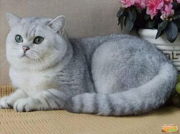 британская шиншилла кот: ВЯЗКА . Предлагаю породистого кота для вязки . Порода Шотландская в