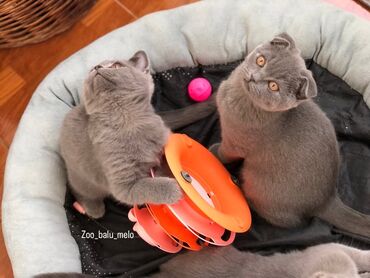 Pişiklər: Britan, Dişi, Erkək, Ünvandan götürmə — 22