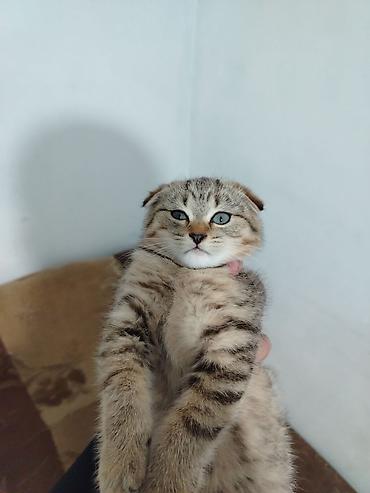 Qızıl şinşilla, Dişi, Ünvandan götürmə, Ödənişli çatdırılma