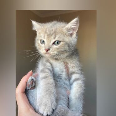 heyvanlar pişik: Şinşilla, Erkək, Yaxşı əllərə