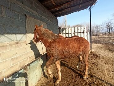 продаю индоуток: Продаю | Жеребец | Дончак