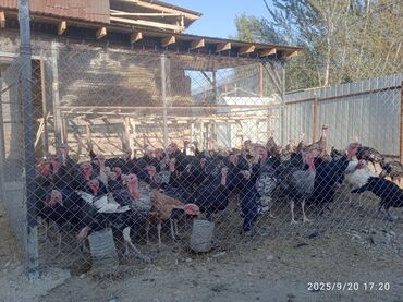 всё для форели: Сатам | Ургаачы күрп (ургаачы) | Аргын | Көбөйтүү үчүн | Асыл тукумдуу