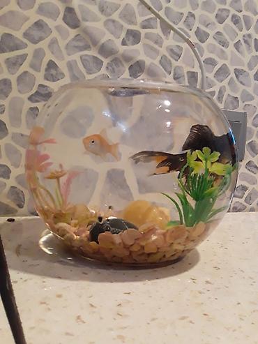 Akvariumlar: Şüşə akvarium dəsti - Dairəvi, şəffaf şüşə akvarium (balaca ölçülü — 1