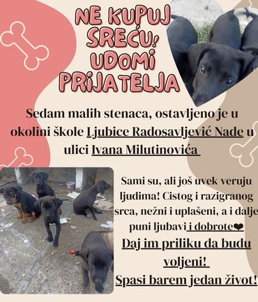 mali psi na poklon београд: Besplatno! Ovim malisanima je potreban dom i ljubav! Pomozi im u tome na lalafo.rs mali psi na poklon београд: Besplatno! Ovim malisanima je potreban dom i ljubav! Pomozi im u tome