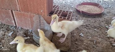 qaz ordəy: Aq lal ordey balasi 8 eded Unvan saray qesebesi Vacab var