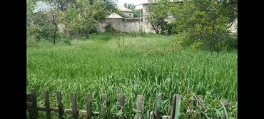 корм для форели в кыргызстане: Отдам даром много травы! район Аламедин-1