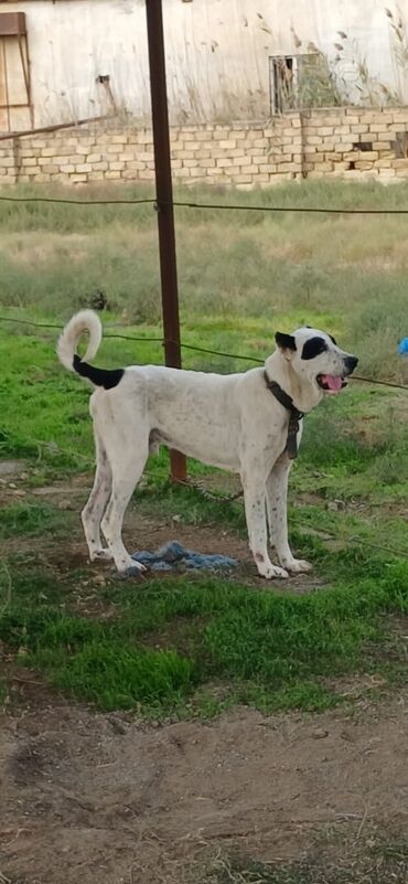 alman çoban köpeği: Qurdbasar, 1 il, Erkek, Peyvəndli, Ödənişli çatdırılma