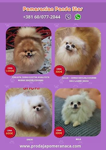 kupujem prodajem pomeranac: Pomeranian Star renomirana odgajivačnica pomeranaca iz Beograda je — 2