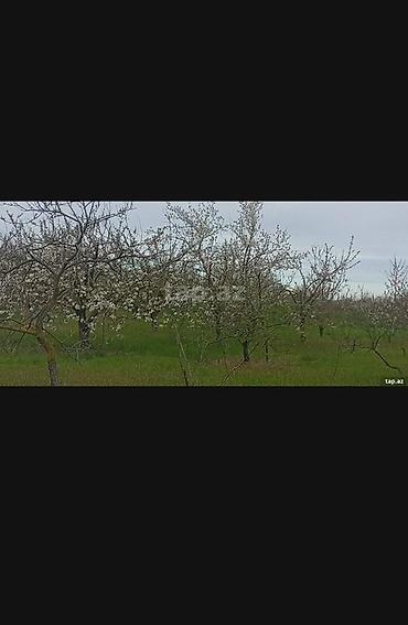 Torpaq sahələrinin satışı: Kənd təsərrüfatı, Makler, Kupça (Çıxarış) — 21