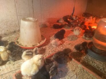кури несушки: Продаю | Цыплята | Домашняя | Для разведения, Несушки