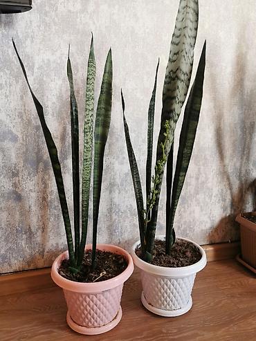 yolka satilir: Sansevieria - bol oksigen verir, otağın havasını təmizləyir. Uşaq — 2