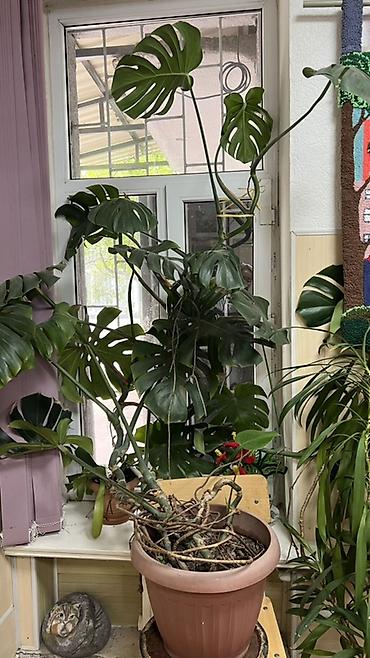 Монстера деликатесная (Monstera deliciosa) в крупном горшке -