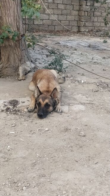 zıvanok it: Belçika çoban iti, 6 ay, Dişi, Ünvandan götürmə