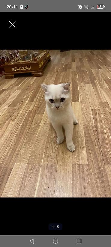 cutlesme disi: Britan, Dişi, Cütləşmə üçün, Ödənişli çatdırılma — 3