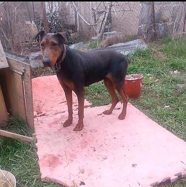 golden retriver it: Doberman, 2 il, Dişi, Peyvəndli, Ünvandan götürmə — 1