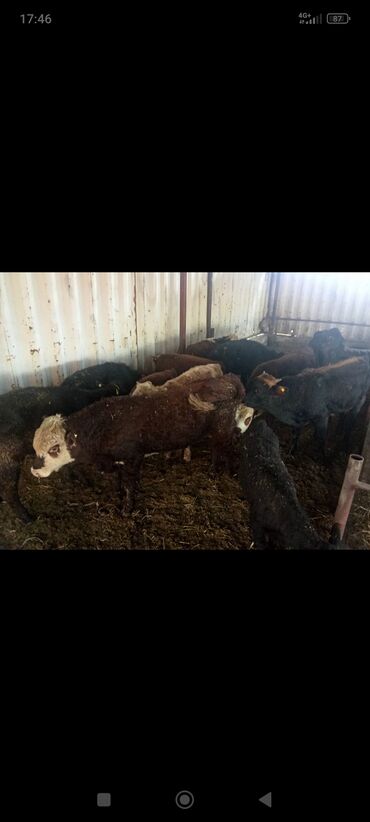 корова дойный: Сатам | Музоо | Аргын | Бордоп семиртүү үчүн