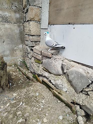 sumqayıtda cücə satışı: Super bala veren qizgin maya hünlari.quyrugu lenti bogazinin zınqırovu — 4