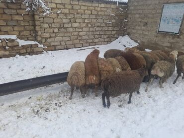 qurban bayrami qoyun sekilleri: Erkək, il: 8, 35 kq, Ətlik, Ünvandan götürmə