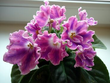 Фиалки и глоксинии: 🌱🌺🌱 Продаю сортовые ДЕТКИ стандартных, трейлерныхмини и полумини — 20