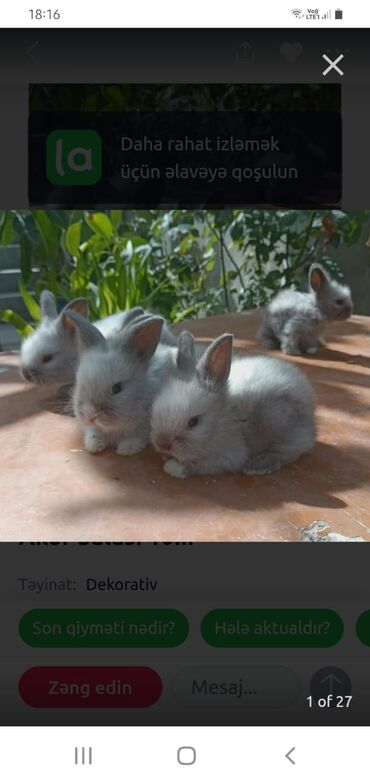 Dovşanlar: Angora tipli tüklü dovşanlar bala 8 manat - Növ: Uzun tüklü (Angora — 14