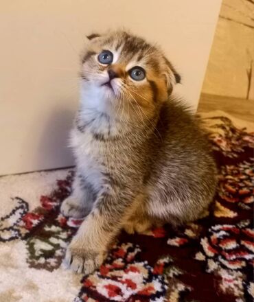 шиншилла кот: Золотая шиншилла, девочка фолд,1,5 месяца,проглистована,к лотку