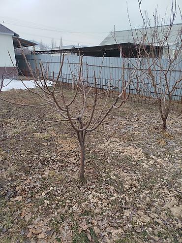 Другие услуги: Жемиш багын Оз убагында, туура бутоо Мол тушум Алма бак бутайбыз Ар — 8