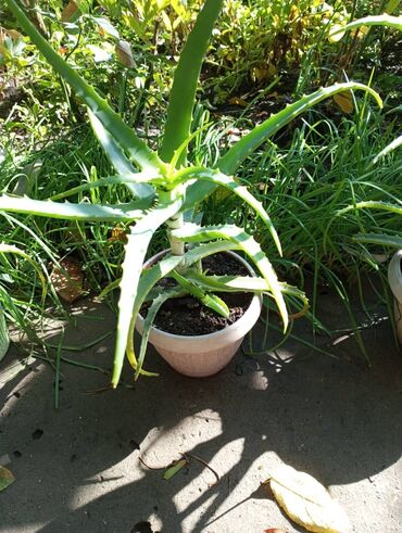 Алоэ: Алоэ в горшке (Aloe arborescens/вера) — взрослые растения с длинными