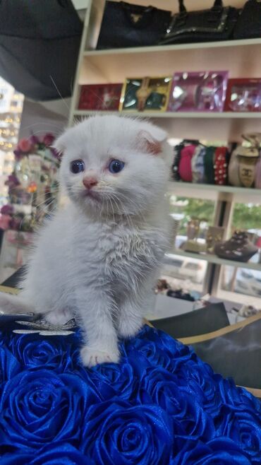 Pişiklər: Britan yastı qulaq, Erkək, Dişi, Yaxşı əllərə, Ünvandan götürmə, Pulsuz çatdırılma, Ödənişli çatdırılma — 7