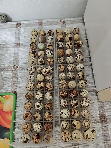 Продукты питания: Перепёлки и перепелиные яйца в городе Манас - Яйца перепелиные в — 3