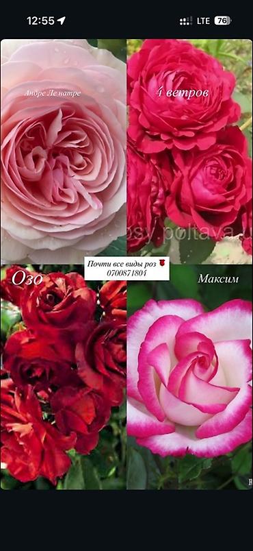 Роза: Саженцы — 7