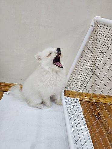 pomerian spits: Şpitz, 5 ay, Dişi, Peyvəndli, Pulsuz çatdırılma — 1