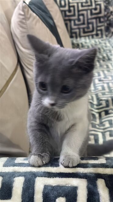 Продажа кошек: Скотиш Страйт (Шотландская прямоухая), 3 месяца, Девочка, Серый, Приучена к лотку at lalafo.kg — 8 Продажа кошек: Скотиш Страйт (Шотландская прямоухая), 3 месяца, Девочка, Серый, Приучена к лотку — 8