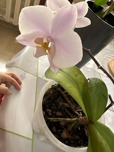 орхидея купить бишкек: 500 сом