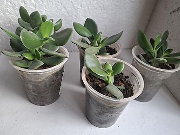 bitkilər: Qalxanqabaqlı sukkulent – “Pul ağacı” (Crassula ovata) şitilləri - — 1