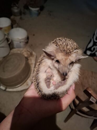 Gəmiricilər: Afrika cırtdan kirpisi (hedgehog) - Növ: Afrika cırtdanı (pet kimi — 8