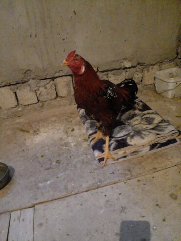 Xoruzlar: Xoruz, Indonesiya, il: 1, Ünvandan götürmə — 7