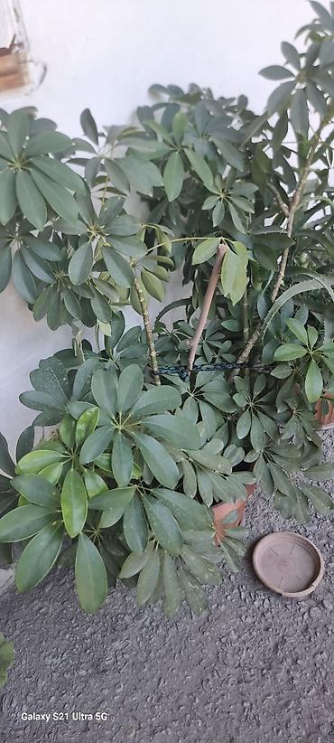 Комнатные растения: Шефлера (Schefflera arboricola) в горшках - Кустовые растения с — 2