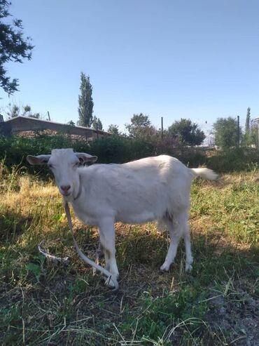 зааненский коза: Сатам |