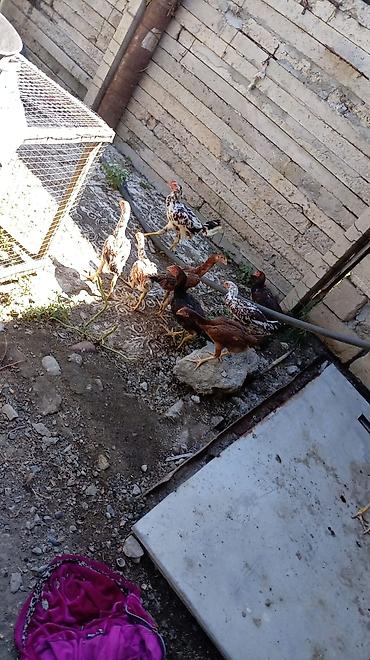 www.toyuq ve cuce yem qablari: Toyuq cücələri, Damazlıq — 3