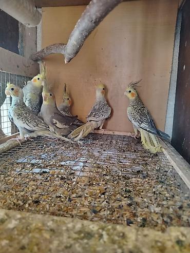 Məhsul: Ev quşları – nimfa papuqayları (cockatiel) və