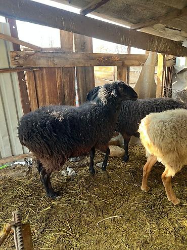 Баран, овца: Продаю | Овца (самка) | Для разведения | Матка — 6