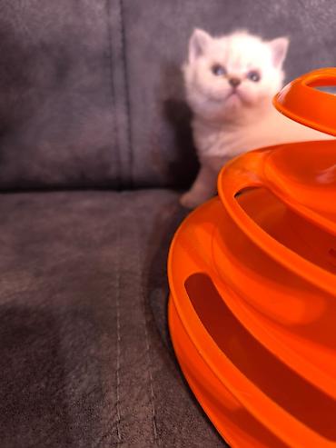 Pişiklər: Fars — 9