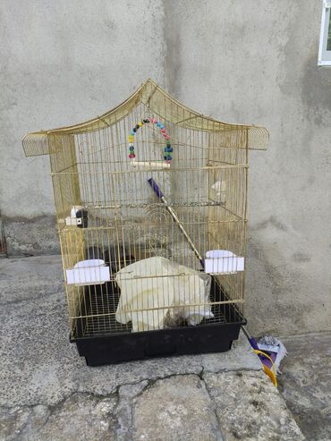 Tutuquşları: Korella tek tek erkey dişi Cüt Valnist qəfəs Valnist 15 Azn balasi — 8