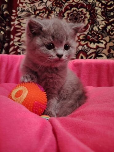 Pişiklər: Erkək, Dişi, Yaxşı əllərə, Rayonlara çatdırılma, Ünvandan götürmə, Ödənişli çatdırılma — 9