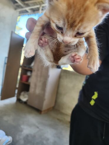 Pişiklər: Dişi, Erkək, Yaxşı əllərə, Ünvandan götürmə, Pulsuz çatdırılma — 13