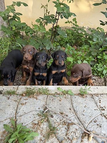 İtlər: Doberman, 1 ay, Ünvandan götürmə — 4
