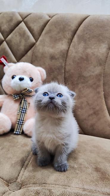 Pişiklər: Şotland — 9