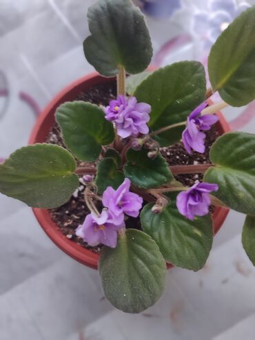 Хлорофитумы: Продаю комнатные цветы Сансевиерия-250сом (тещин язык ) Хлорофитум — 10